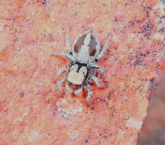 Habronattus arcalorus