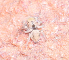 Habronattus arcalorus