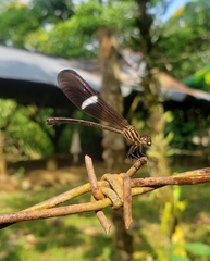 Polythoridae