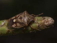 Starioides degenera