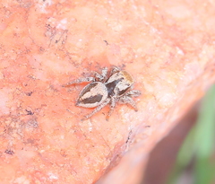 Habronattus arcalorus