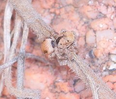 Habronattus arcalorus