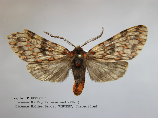 Phaegoptera medionigra