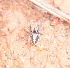 Habronattus arcalorus