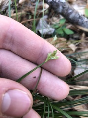Carex floridana