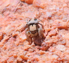 Habronattus arcalorus