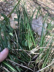 Carex floridana