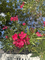 Image of Nerium oleander
