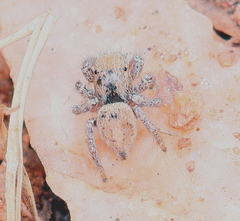 Habronattus arcalorus