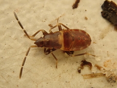 Gastrodes