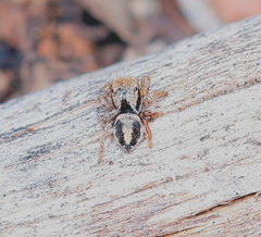 Habronattus arcalorus