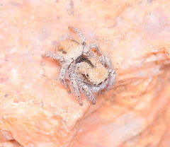 Habronattus arcalorus