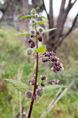 Urtica pilulifera