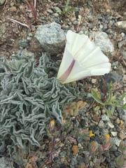 Calystegia collina