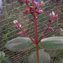 Pleroma heteromallum