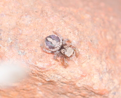Habronattus arcalorus