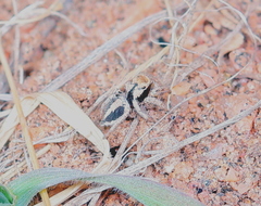 Habronattus arcalorus