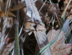 Habronattus arcalorus
