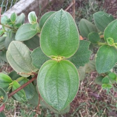 Pleroma heteromallum