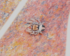 Habronattus arcalorus
