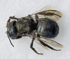 Osmia lignaria propinqua
