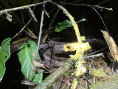 Dendropsophus parviceps
