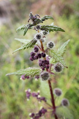 Urtica pilulifera