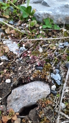 Draba praecox