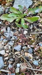 Draba praecox
