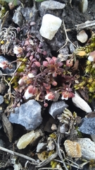 Draba praecox