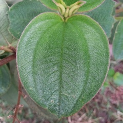 Pleroma heteromallum