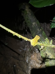 Dendropsophus parviceps