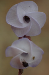 Hermannia cernua