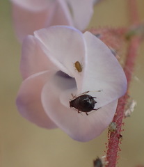 Hermannia cernua