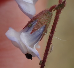 Hermannia cernua