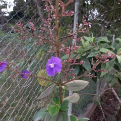 Pleroma heteromallum