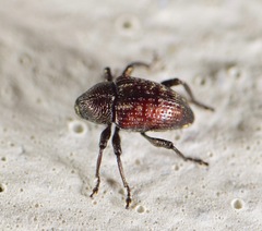 Chalcodermus