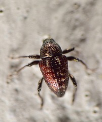 Chalcodermus