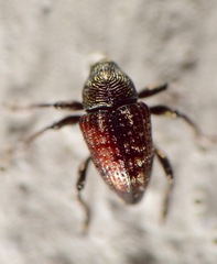 Chalcodermus