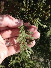 Thuja occidentalis