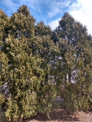 Thuja occidentalis