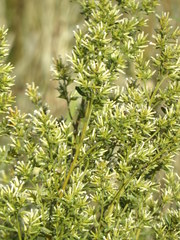 Baccharis linearifolia
