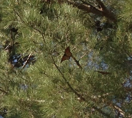 Monarch photographed in New Mexico