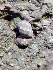 Acanthais brevidentata