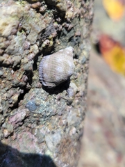 Acanthais brevidentata