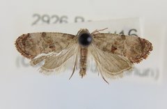 Cochylichroa arthuri