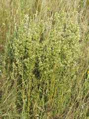 Baccharis linearifolia