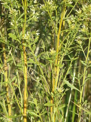 Baccharis linearifolia