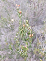 Erica manipuliflora