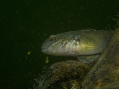 Neogobius melanostomus
